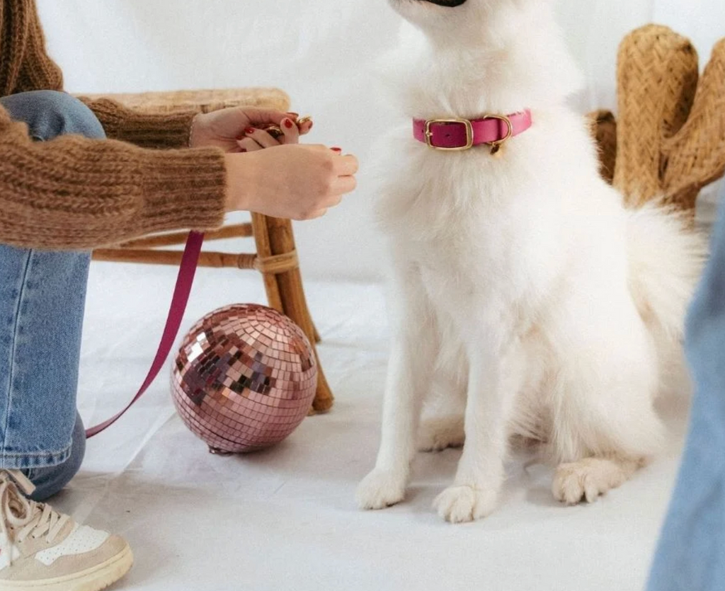 Collier chien - Magenta - Oscar & co