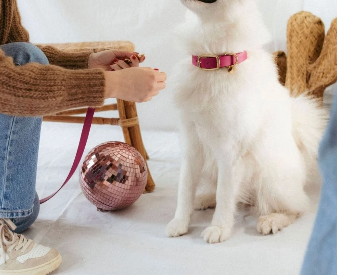 Collier chien - Magenta - Oscar & co