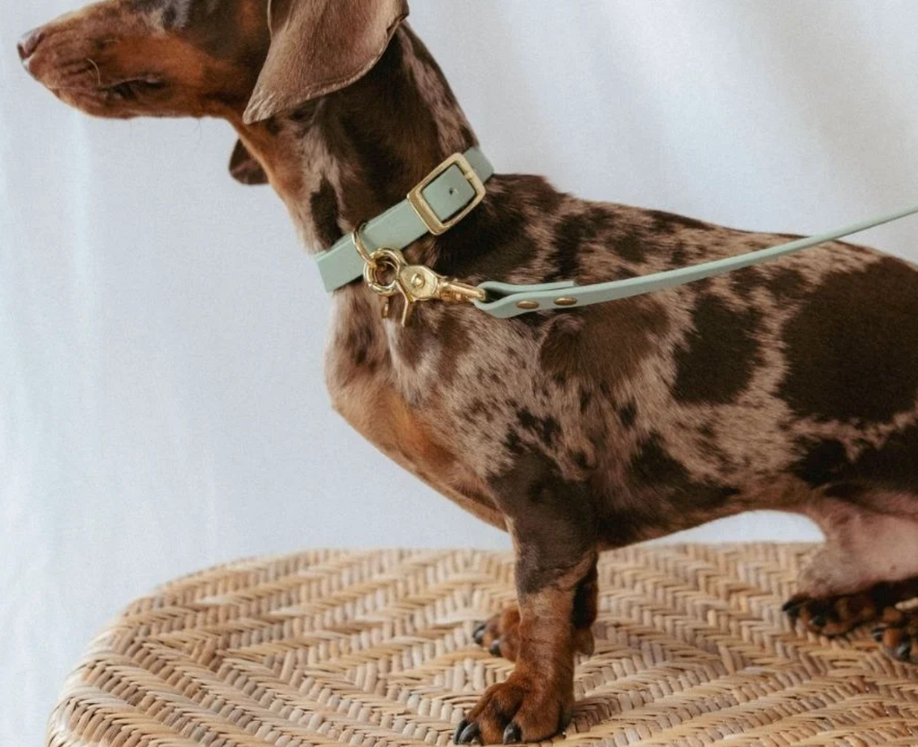 Collier chien - Sauge - Oscar & co