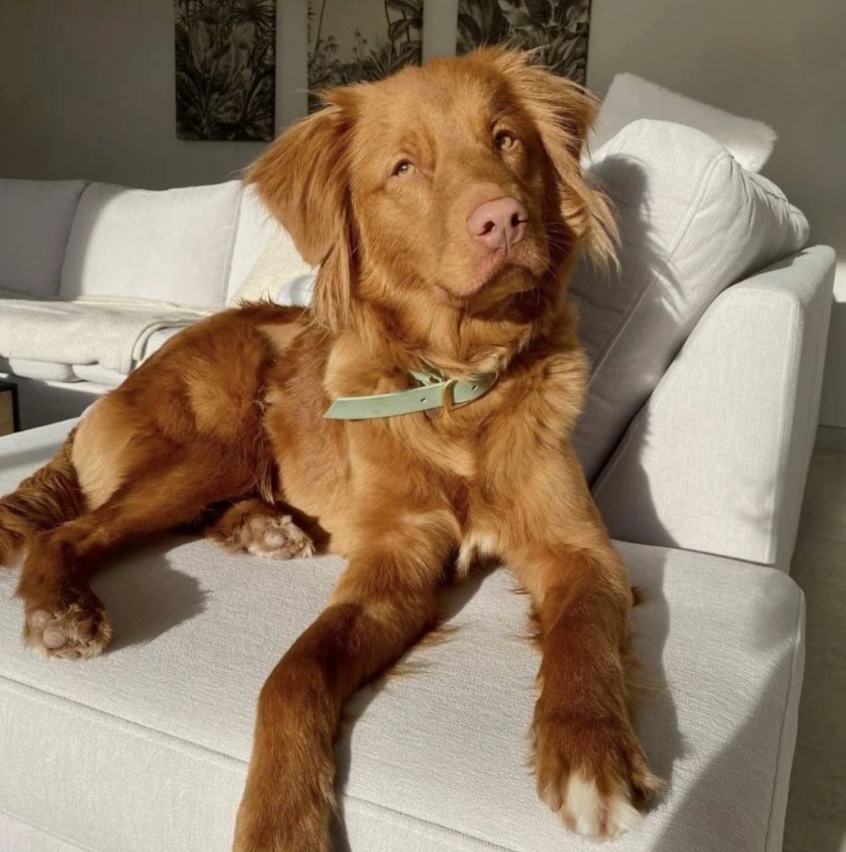 Collier chien - Sauge - Oscar & co
