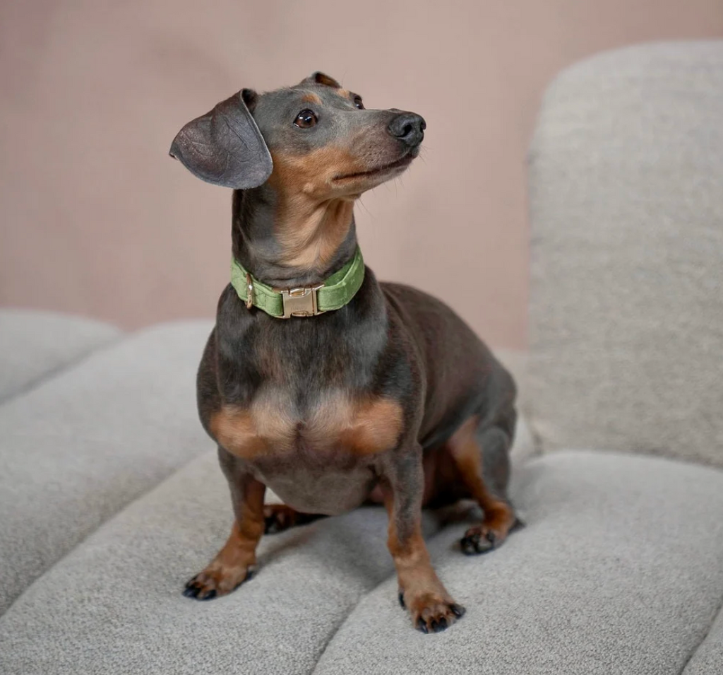 Collier chien - Velours vert - Furlou