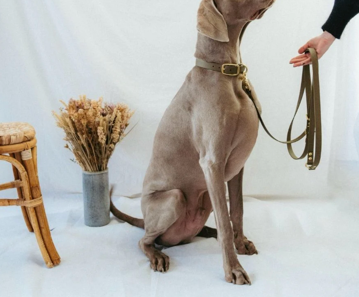 Collier chien - Kaki - Oscar & co