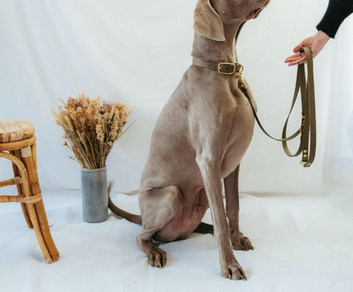 Collier chien - Kaki - Oscar & co