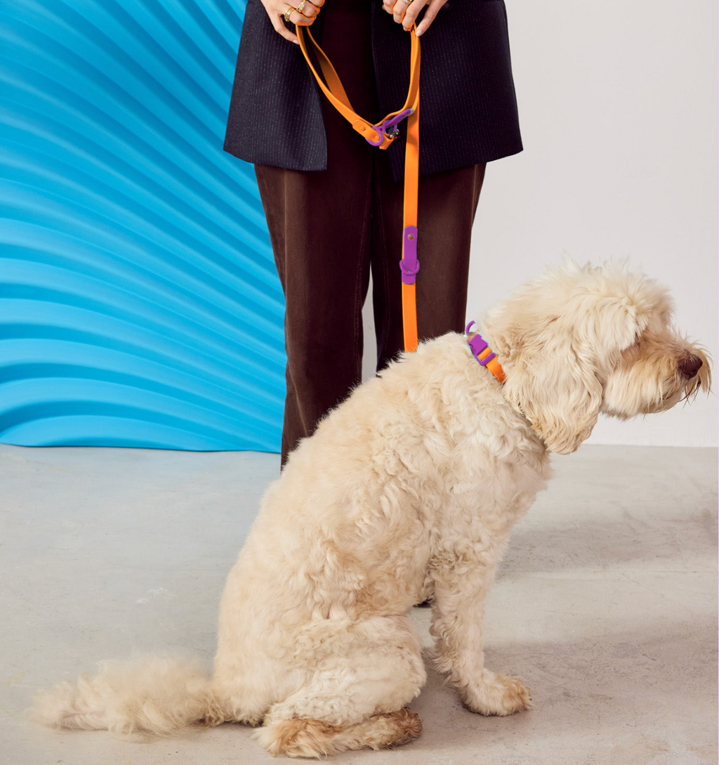 Collier chien - orange - Approuved by Fritz