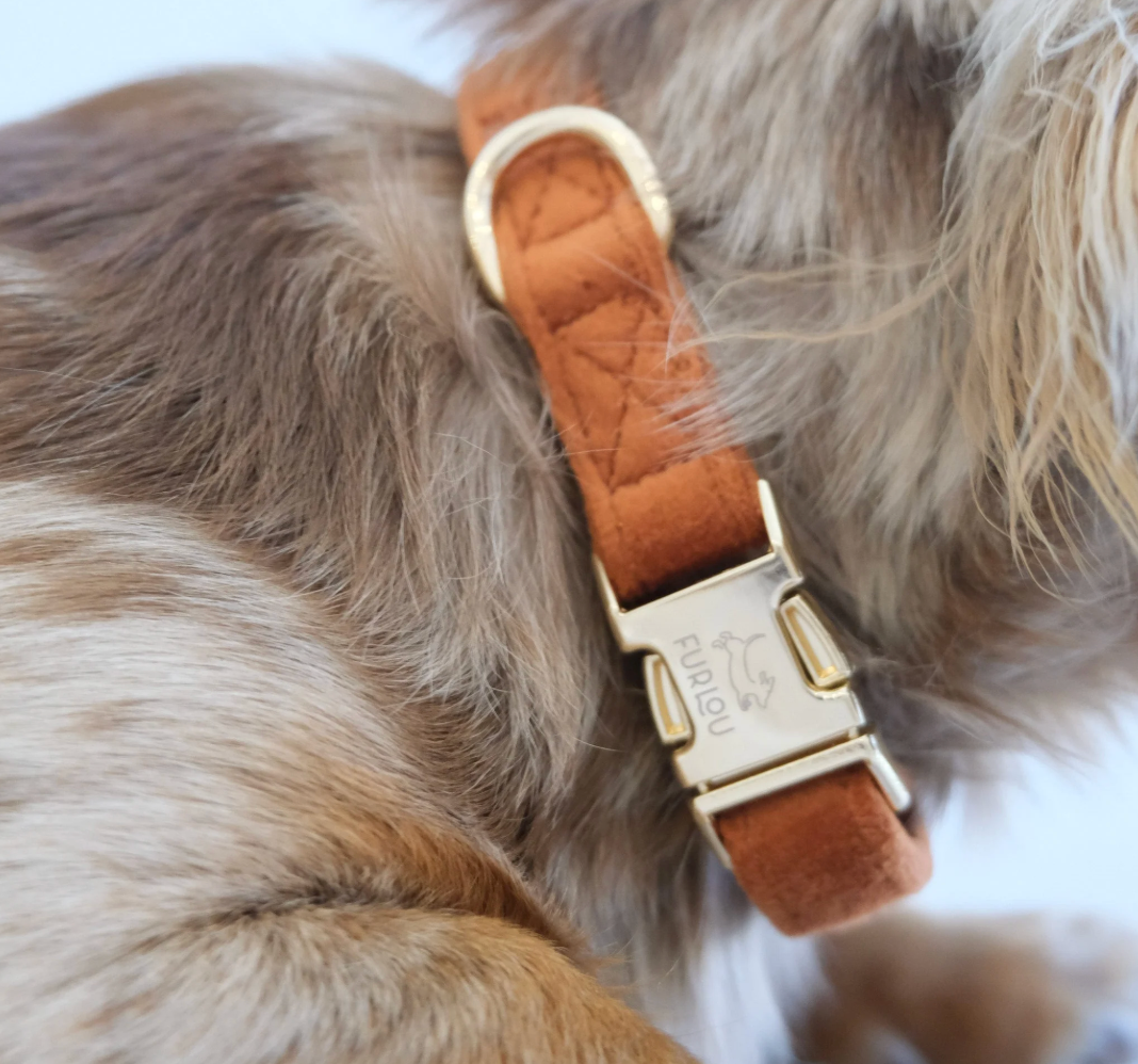 Collier chien - Velours marron - Furlou