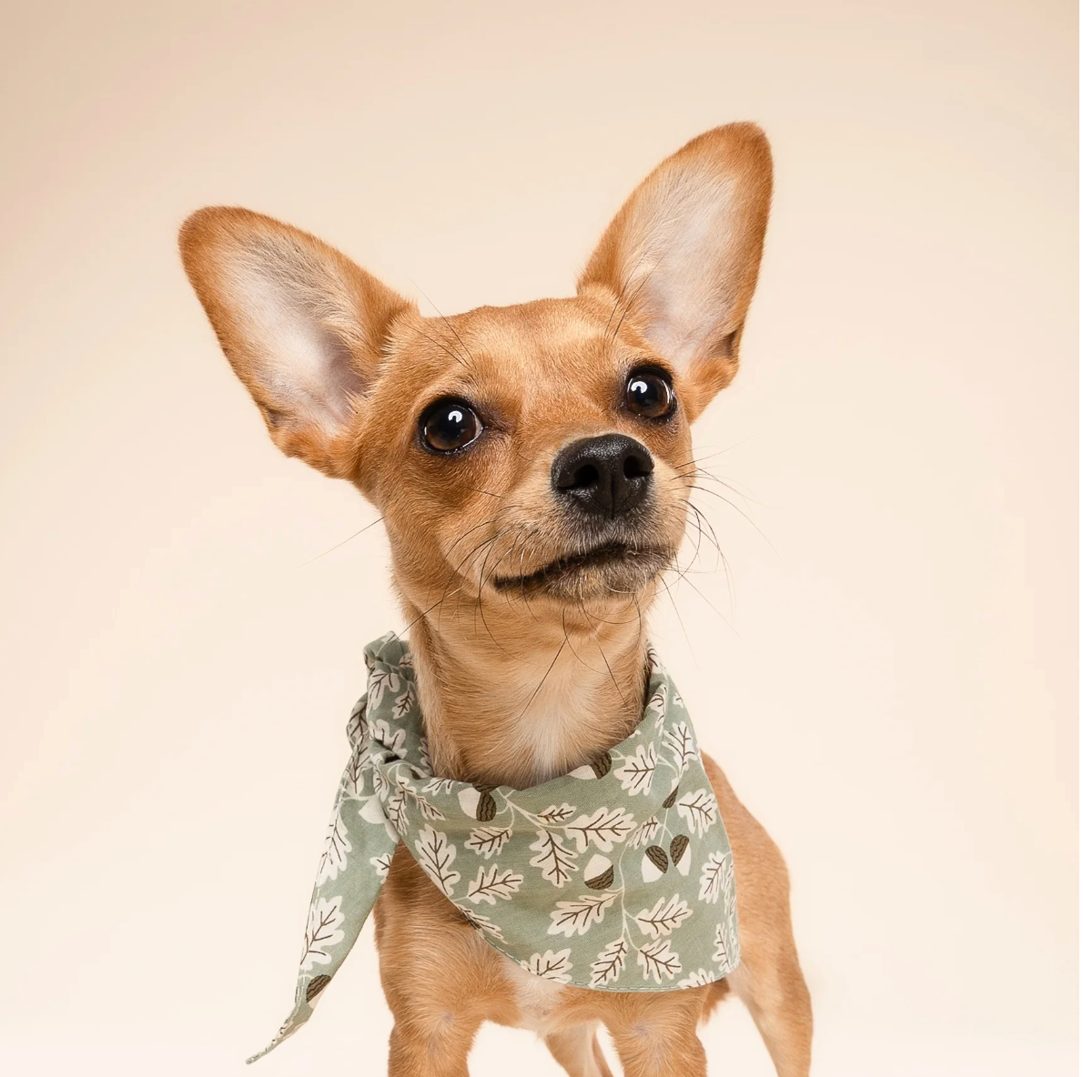 Bandana pour chien -  Forêt vert - The Paws