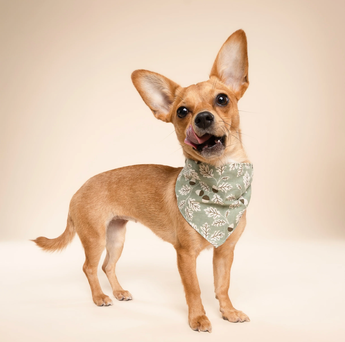 Bandana pour chien -  Forêt vert - The Paws
