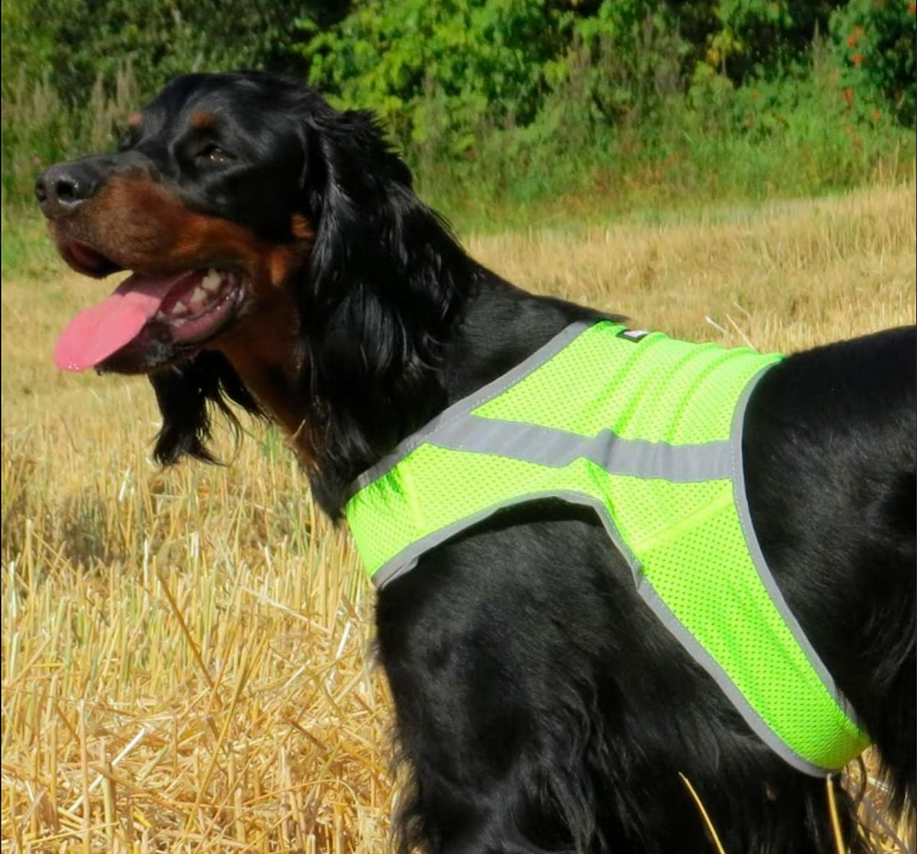 Gilet fluo chien – Finnero ATTE