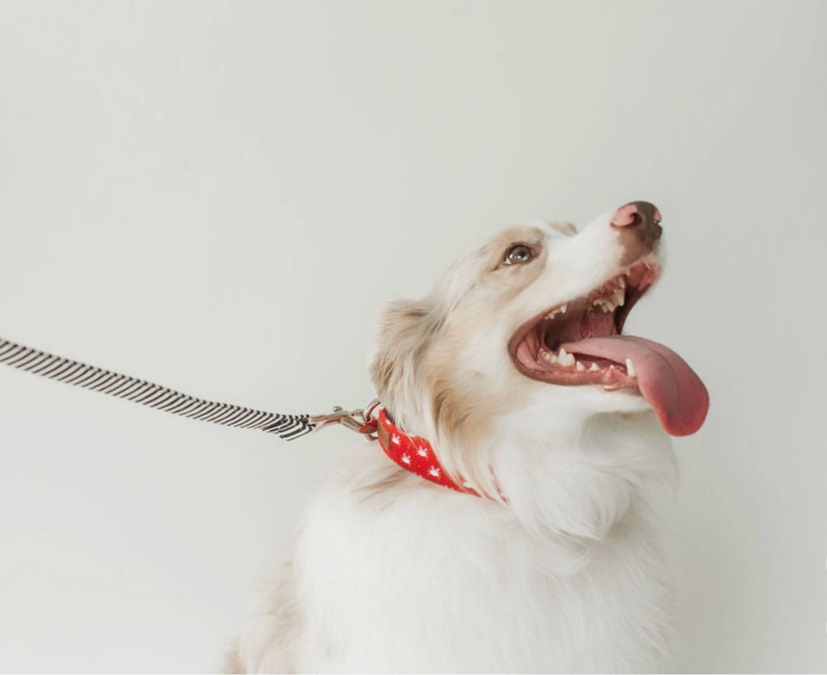 Collier chien - Rayure noir & blanc - Puddle Jumper Pups