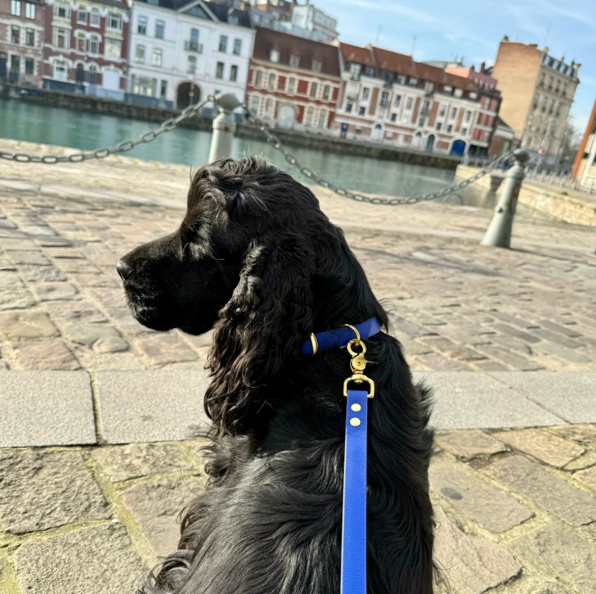 Laisse simple - Bleu roi - Oscar & Co