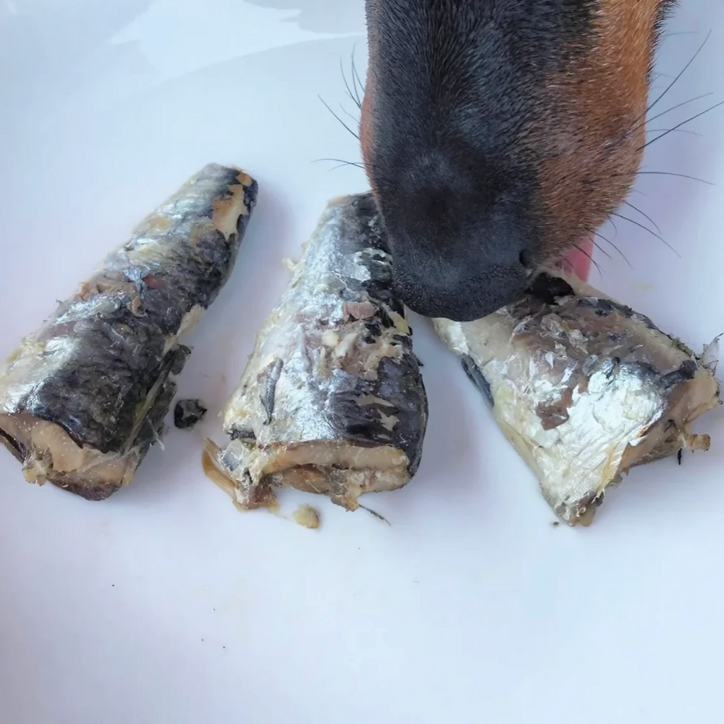 Sardines Naturelles chien - Canumi