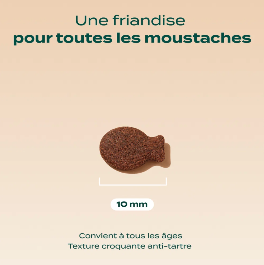 Biscroc', saumon & menthe  - Franklin