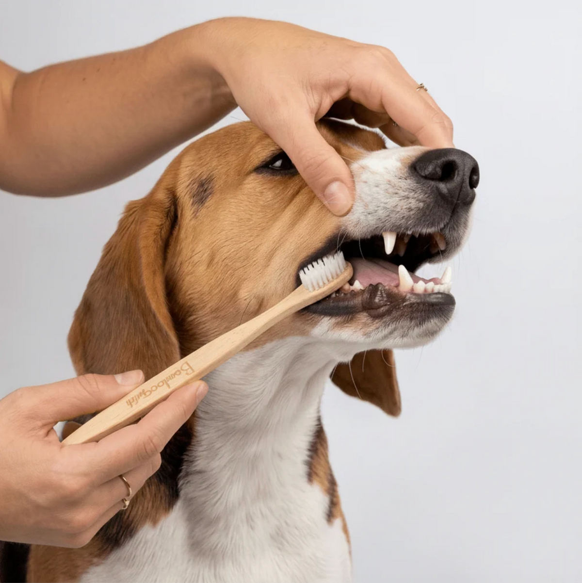 Brosse à dents en bambou pour chien - Bamboo Switch