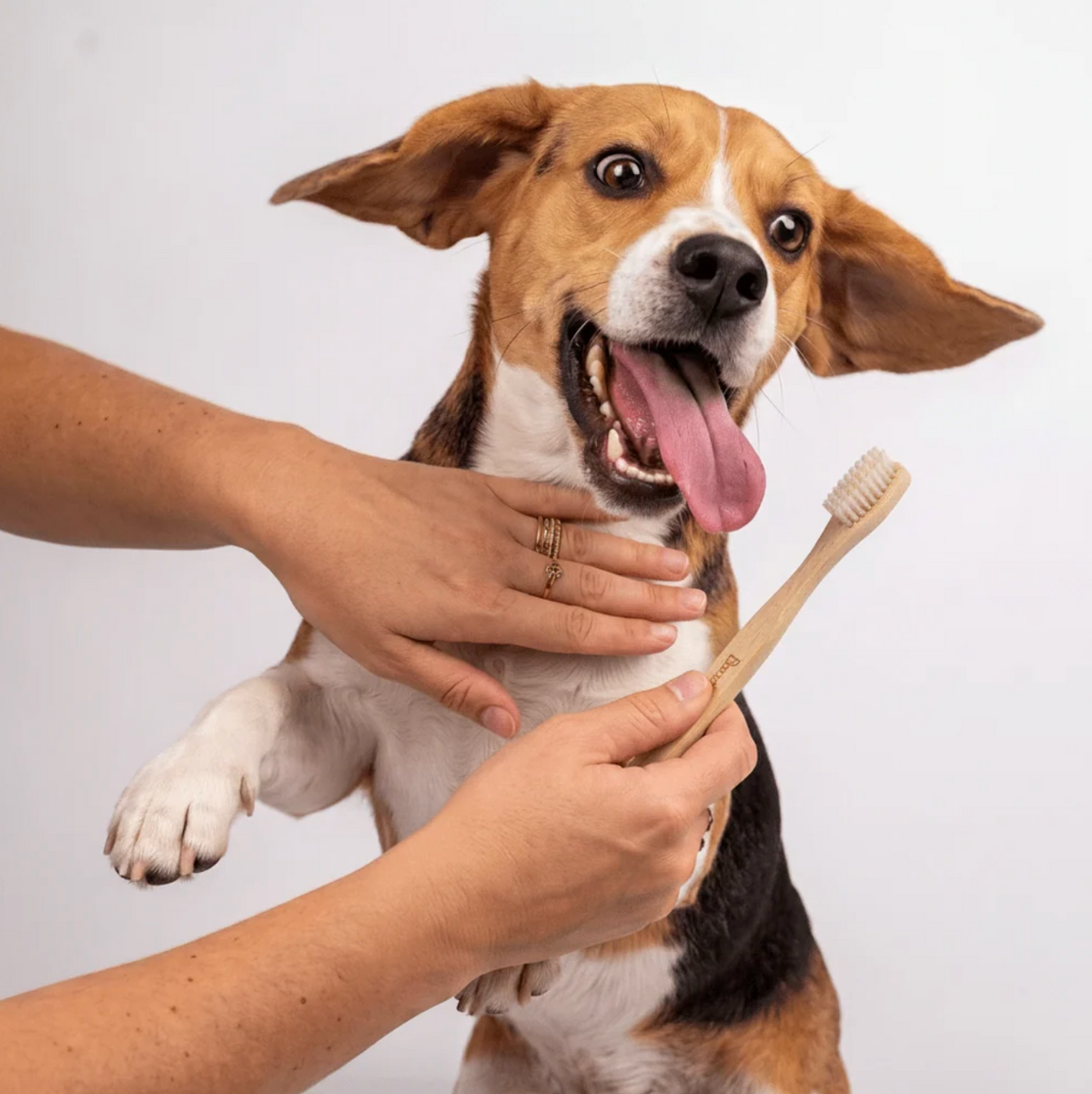 Brosse à dents en bambou pour chien - Bamboo Switch