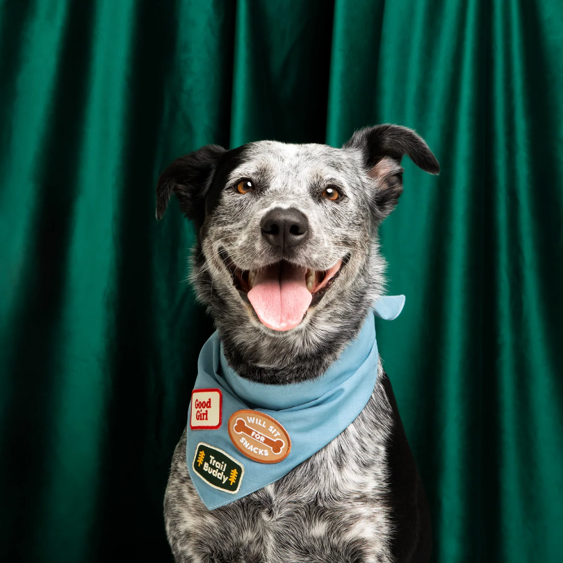 Good Girl – Patch thermocollant pour chien - Scout's Honour