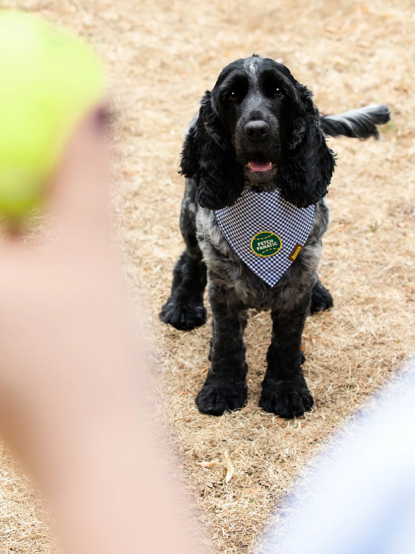Fetch Fanatic – Patch thermocollant pour chien - Scout's Honour