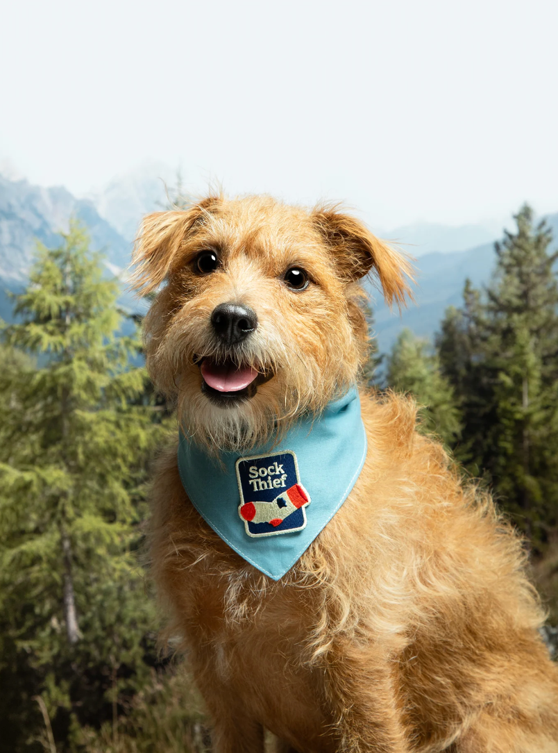 Sock Thief – Patch thermocollant pour chien - Scout's Honour