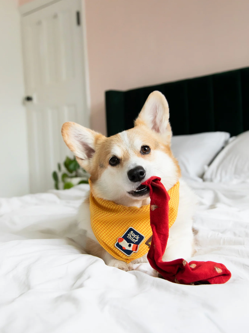 Sock Thief – Patch thermocollant pour chien - Scout's Honour