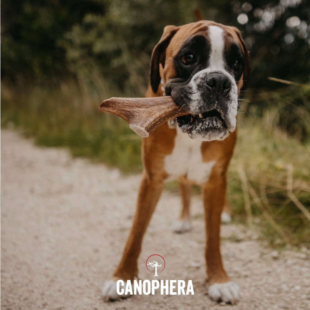 Bois de cerf entier - Canophera