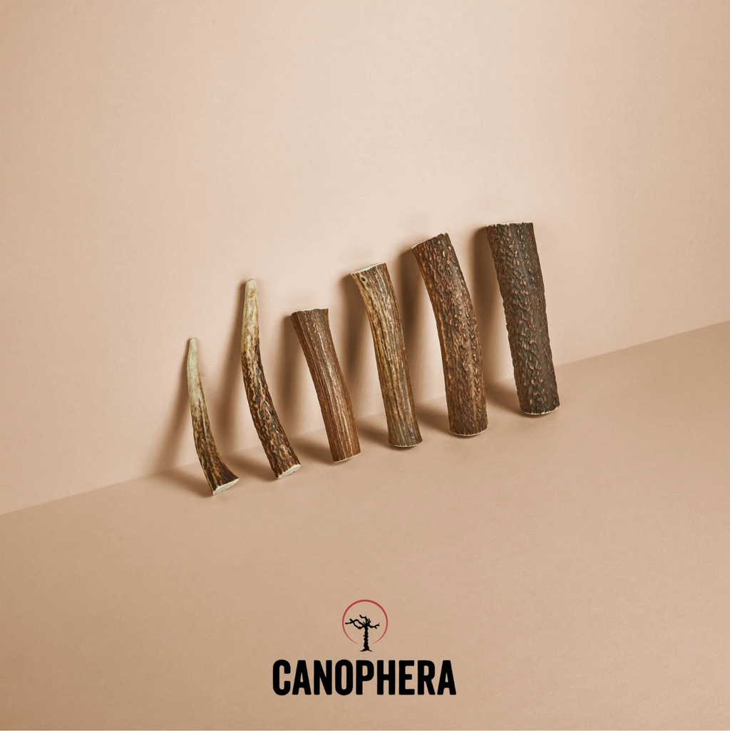 Bois de cerf entier - Canophera