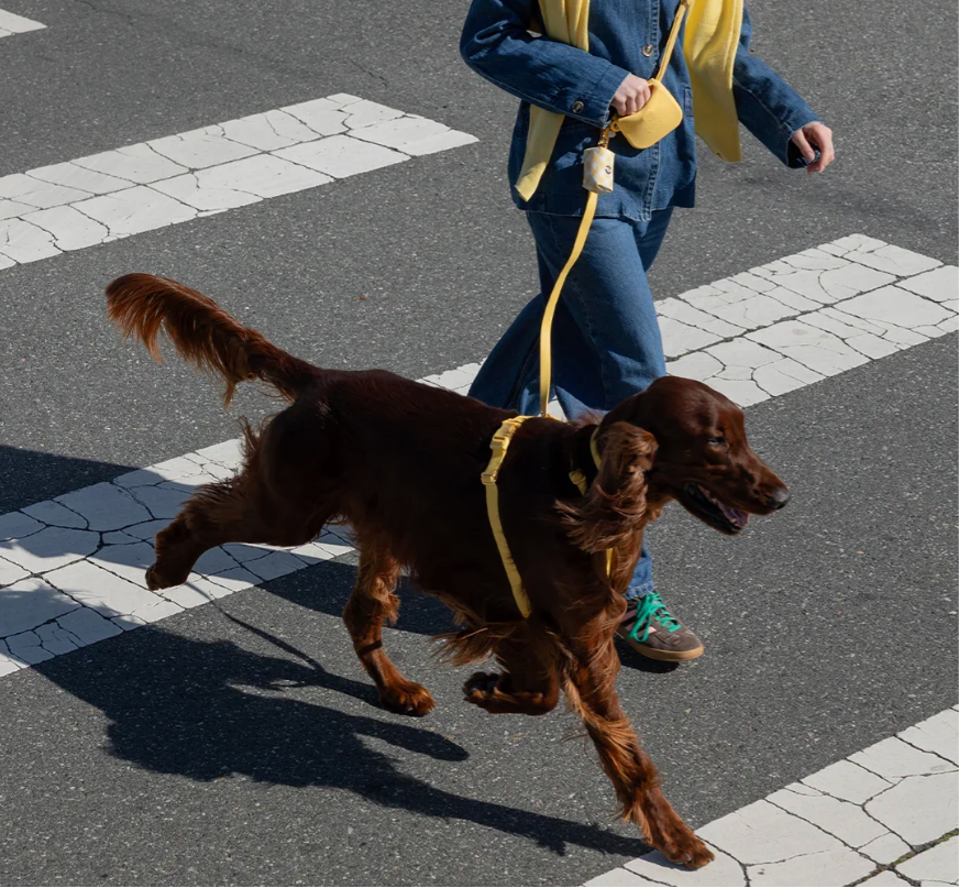 Harnais waterproof  - Jaune - Sunny Tails