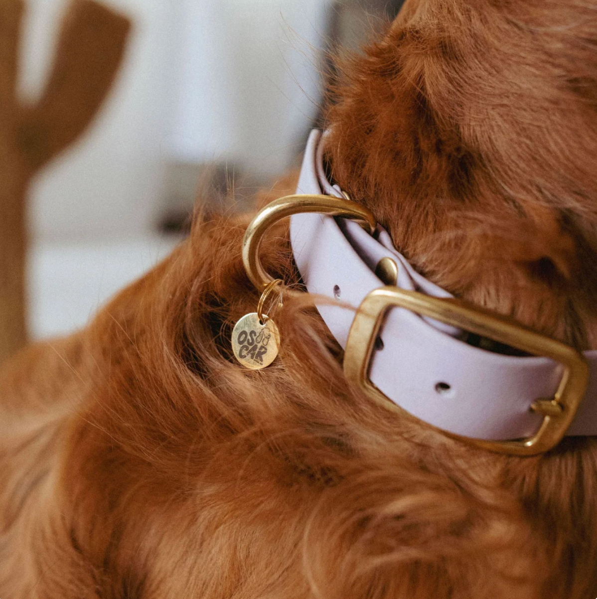 Collier chien - Mauve - Oscar & co