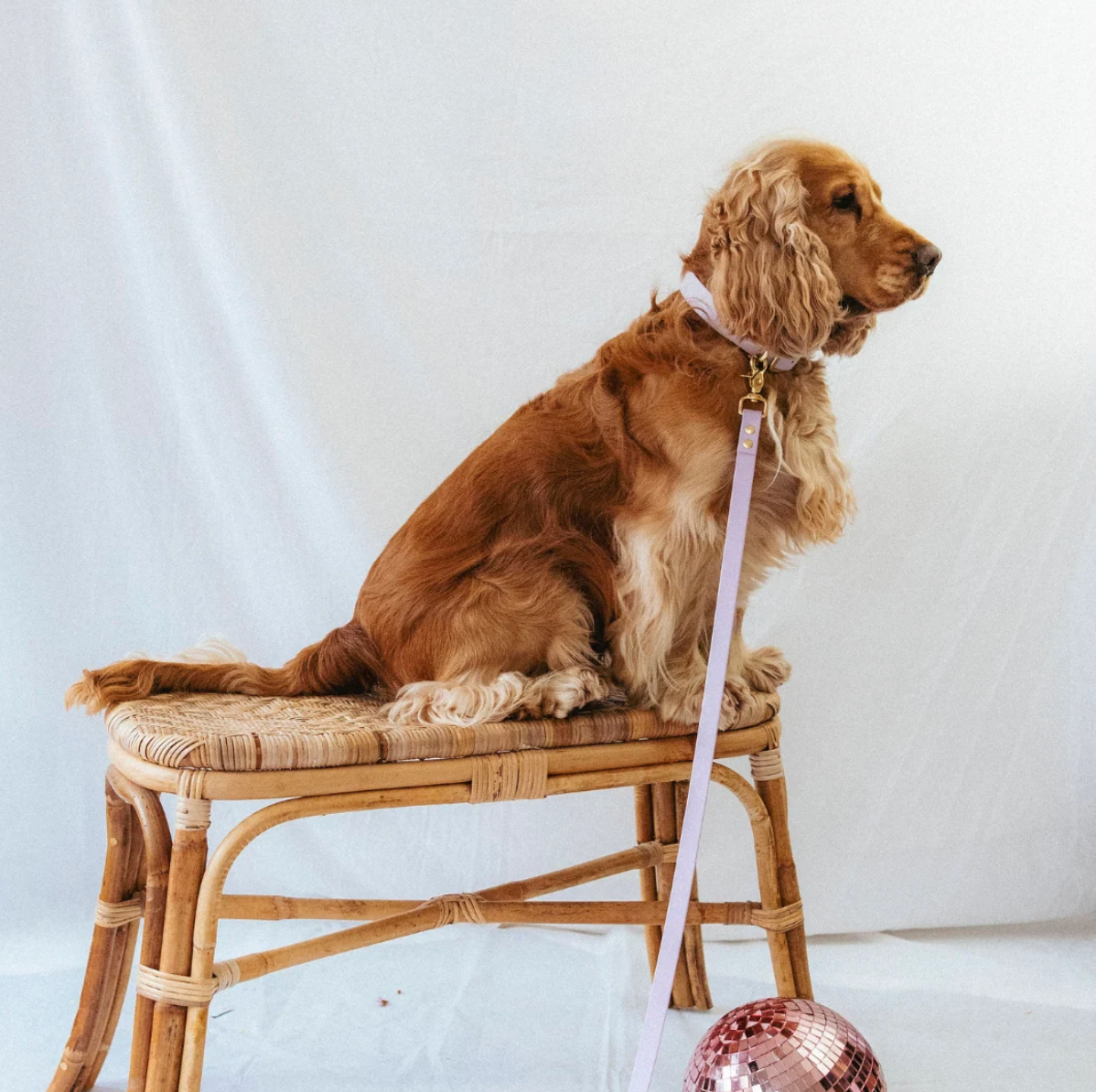 Collier chien - Mauve - Oscar & co