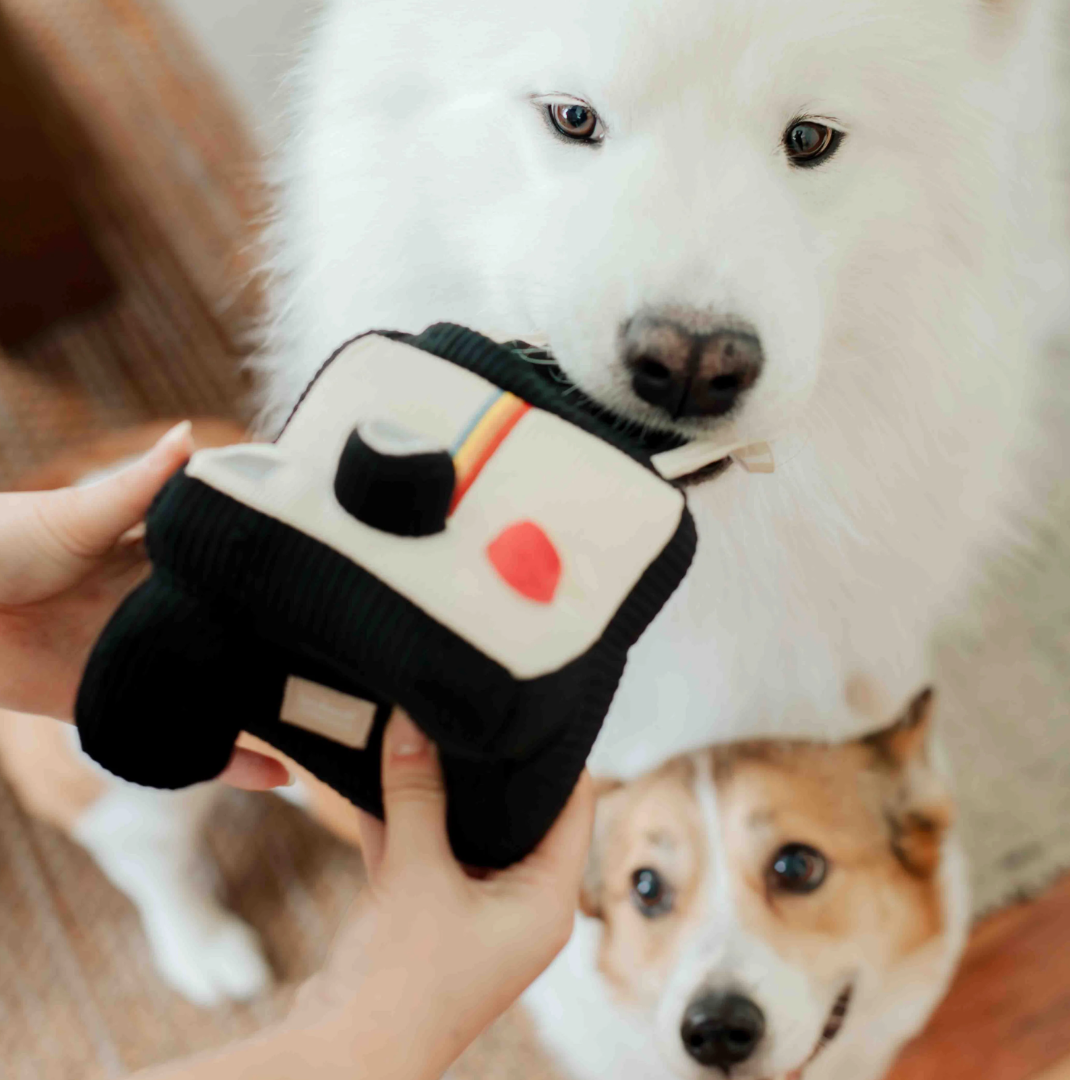 Jouet interactif appareil photo - Lambwolf Collective