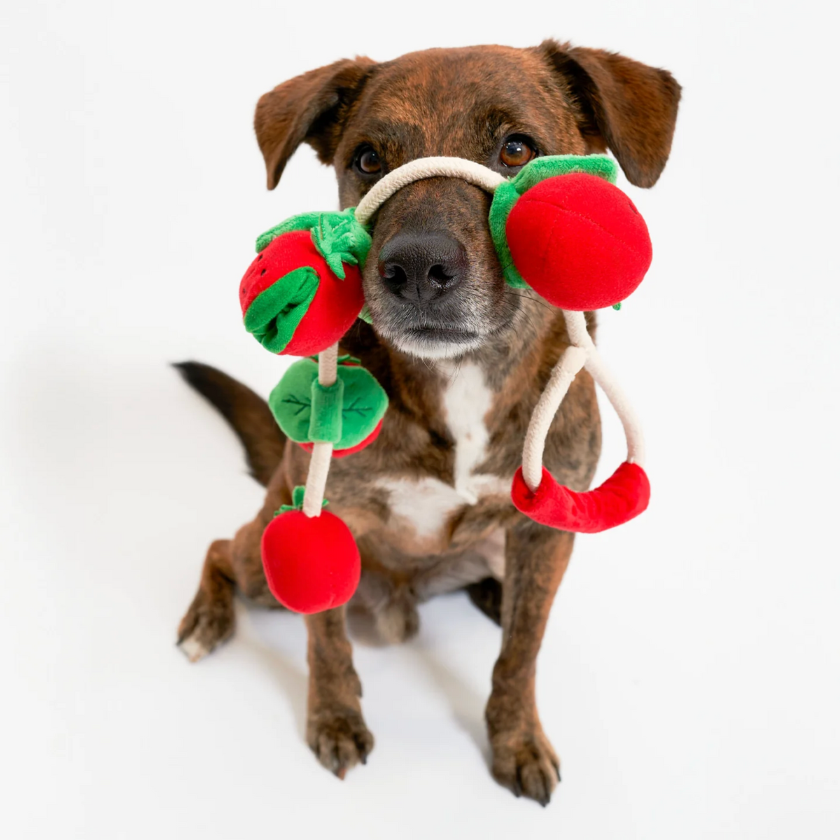 Jouet de fouille tomates cerises - The Furry Folk