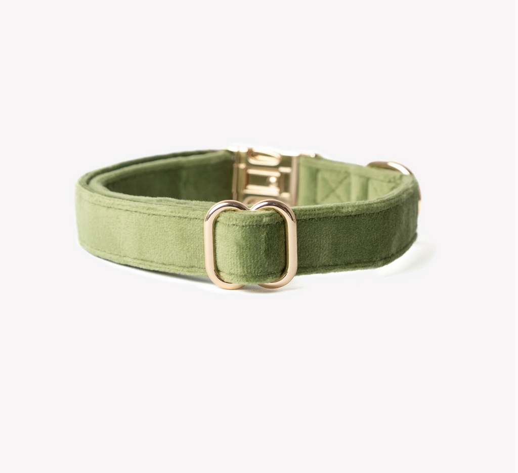 Collier chien - Velours vert - Furlou