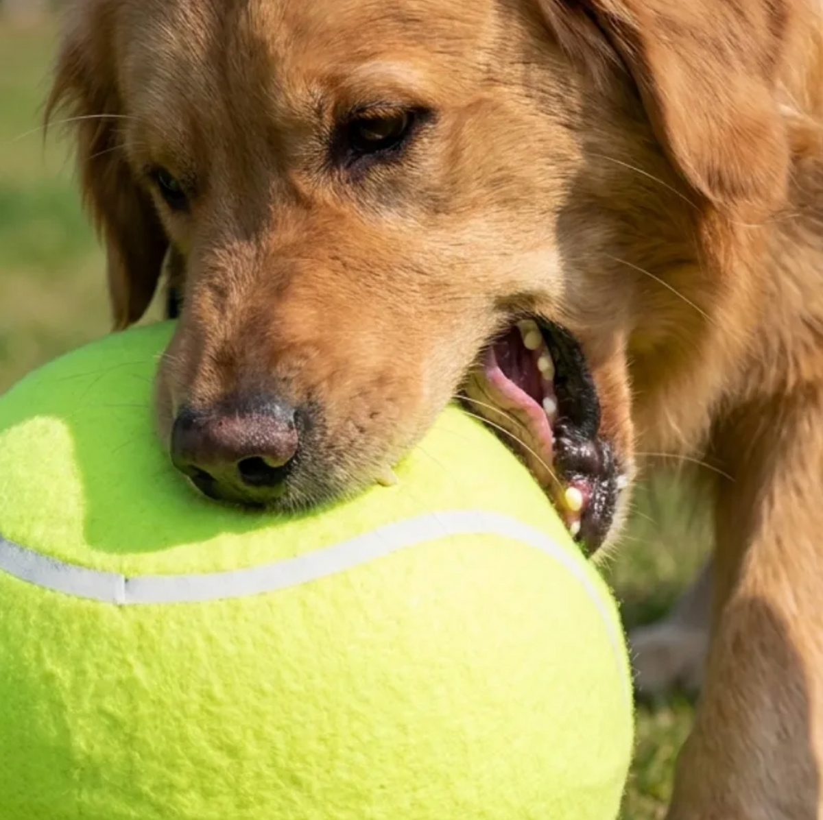 Ballon géant pour chien – 24 cm - Biche Dogshop