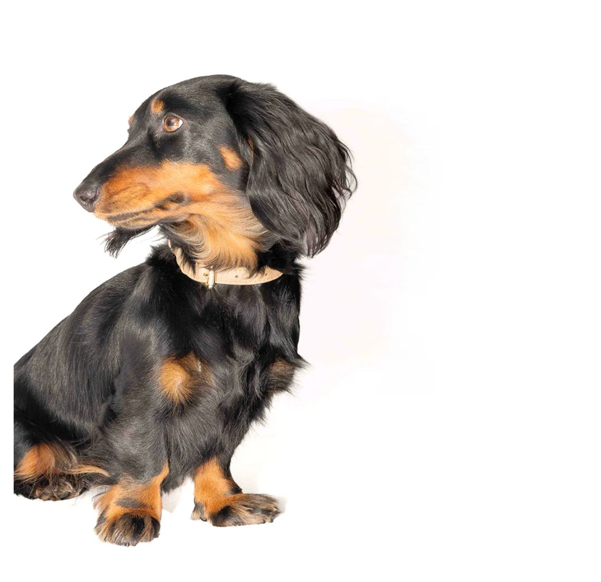 Collier similicuir vegan - Beige - Tobia Dog Studio