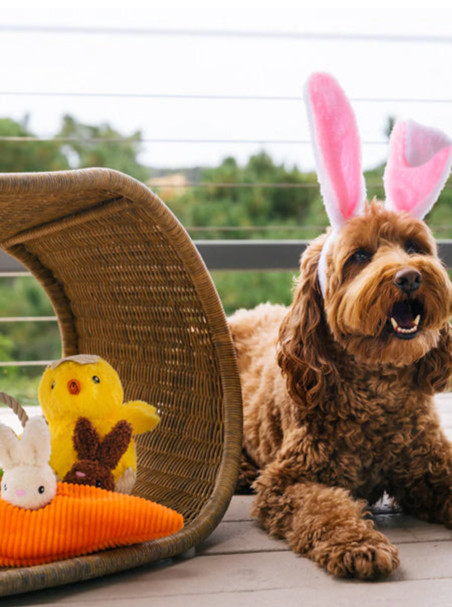 Peluche pour chien poussin dans son œuf - P.L.A.Y