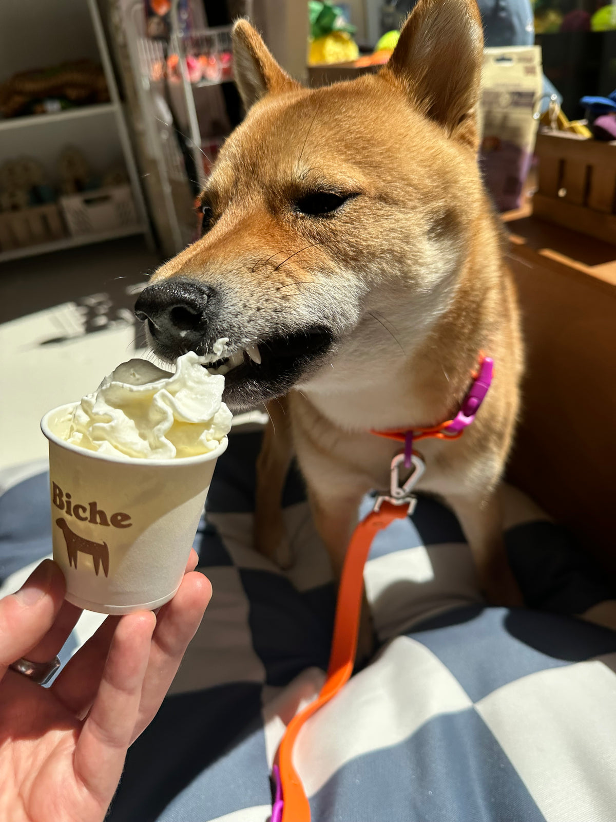 Frappadog