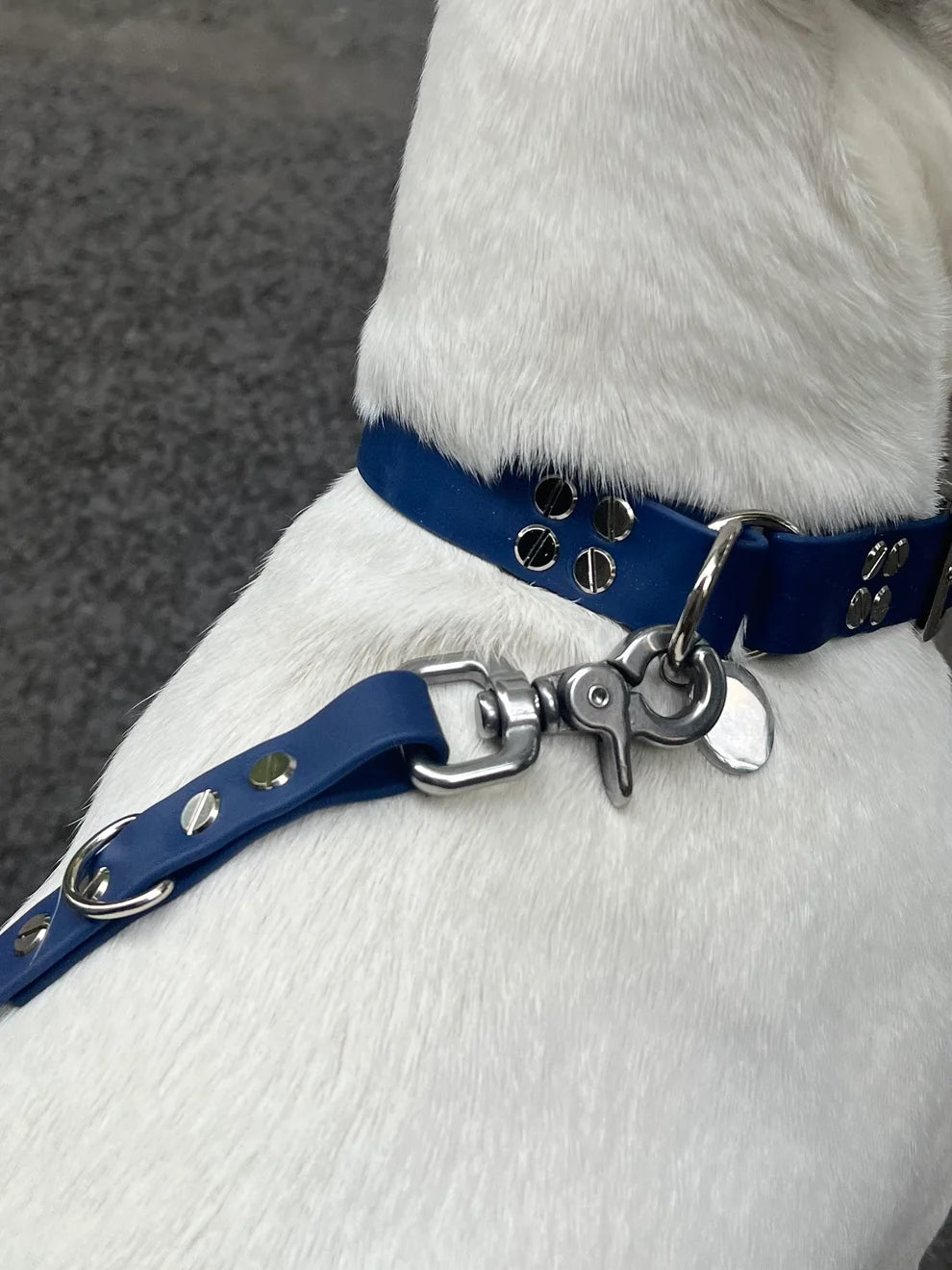 Collier chien St Germain - Navy - Toutou&Co Paris
