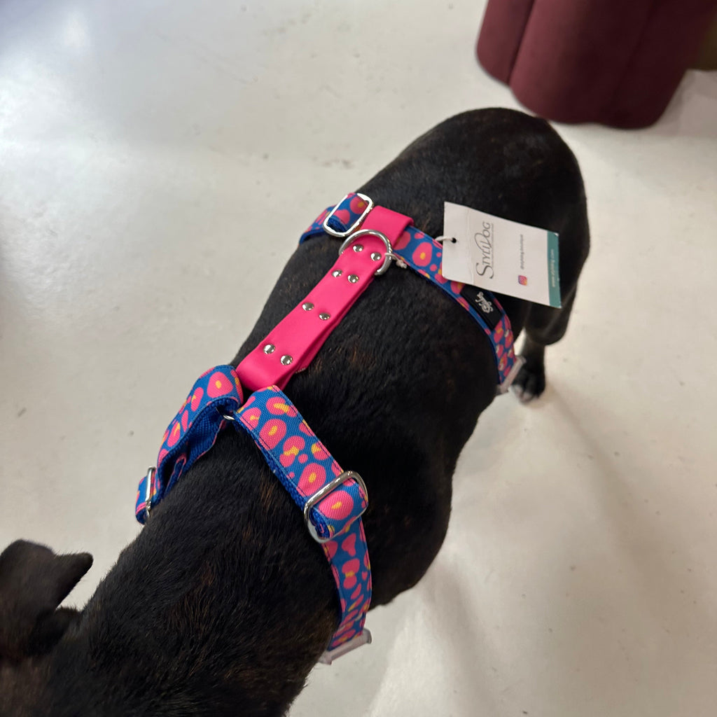 Harnais - Leopard bleu & rose - StyliDog