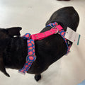 Harnais - Leopard bleu & rose - StyliDog