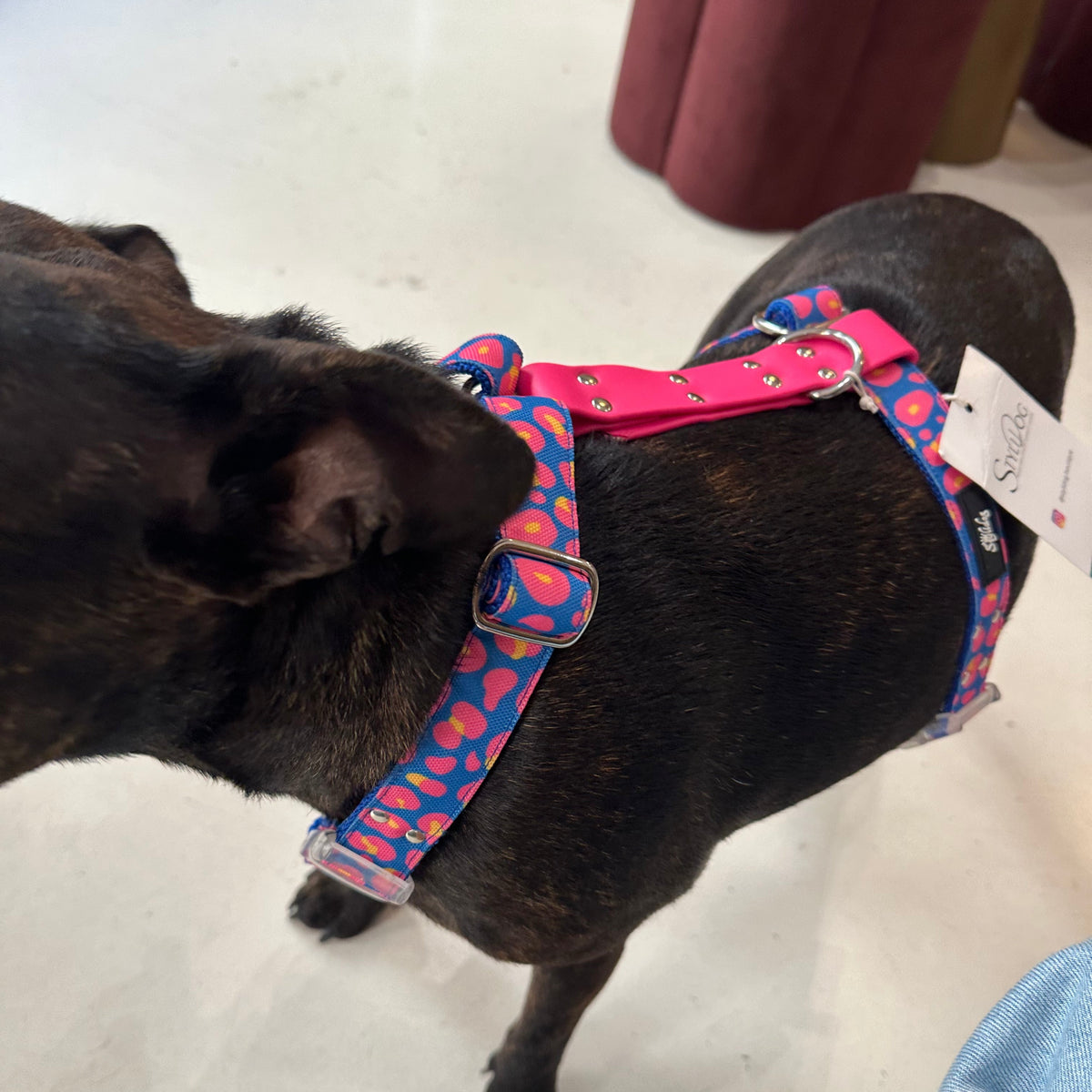 Harnais - Leopard bleu & rose - StyliDog