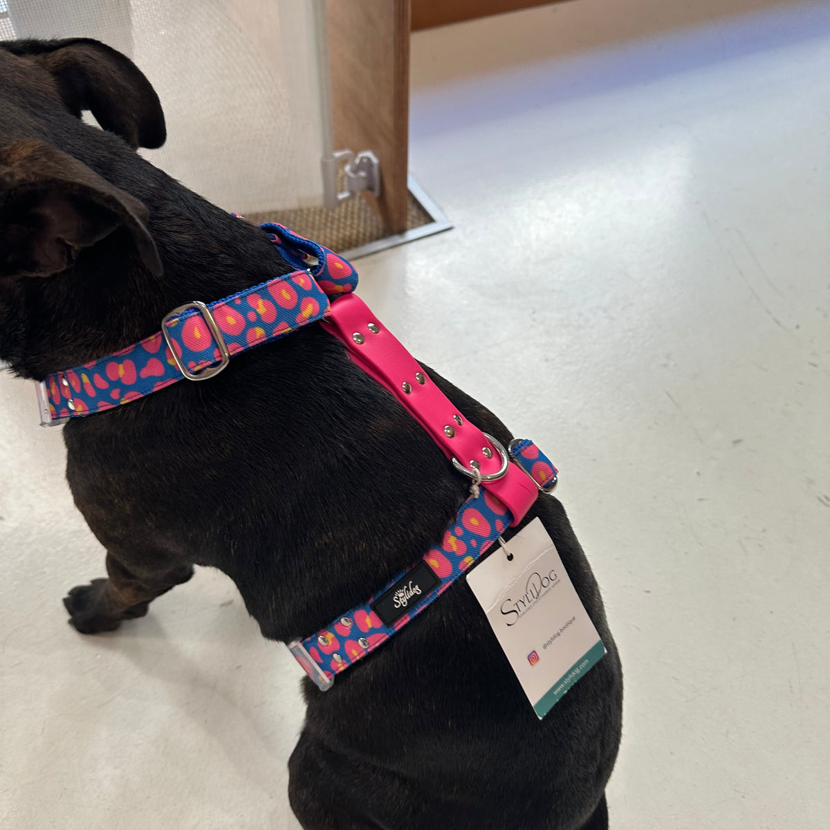 Harnais - Leopard bleu & rose - StyliDog