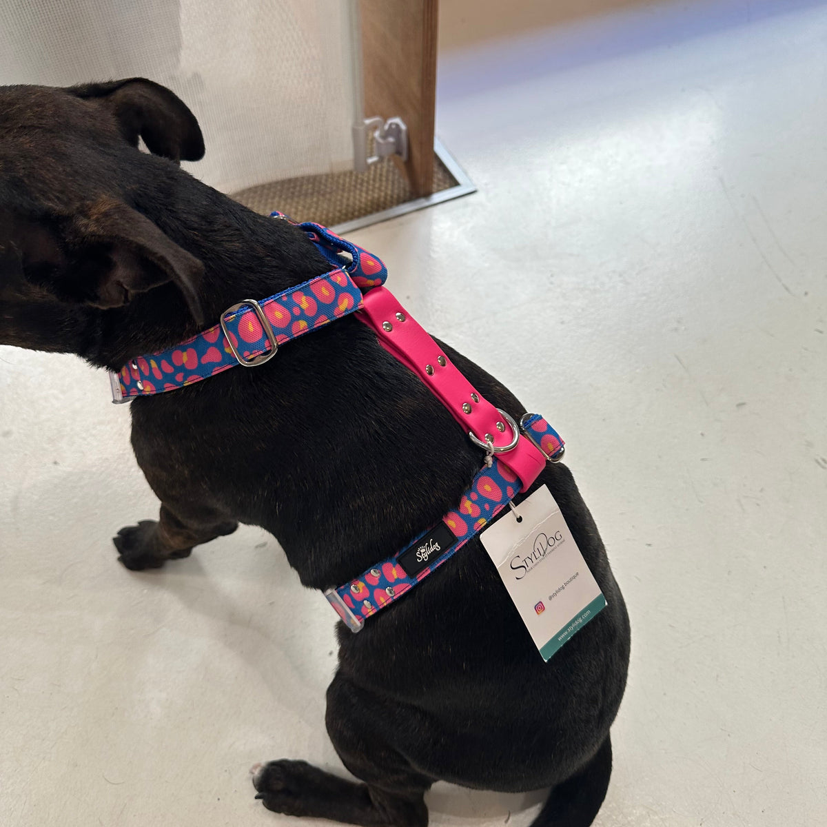 Harnais - Leopard bleu & rose - StyliDog