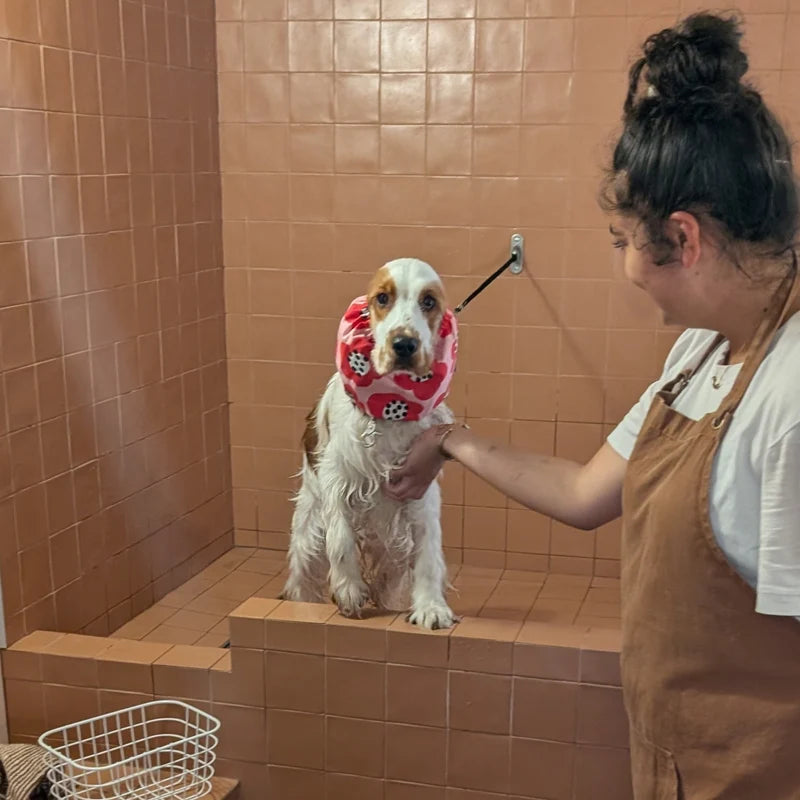 Dogwash