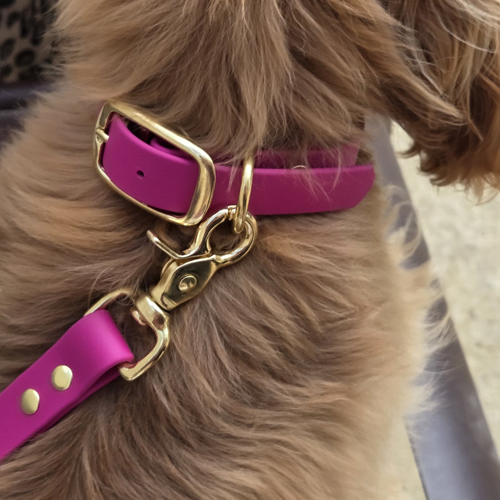 Collier chien en Biothane - Chocolat - By Biche