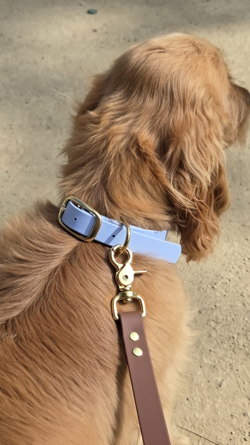 Collier chien en Biothane - Chocolat - By Biche