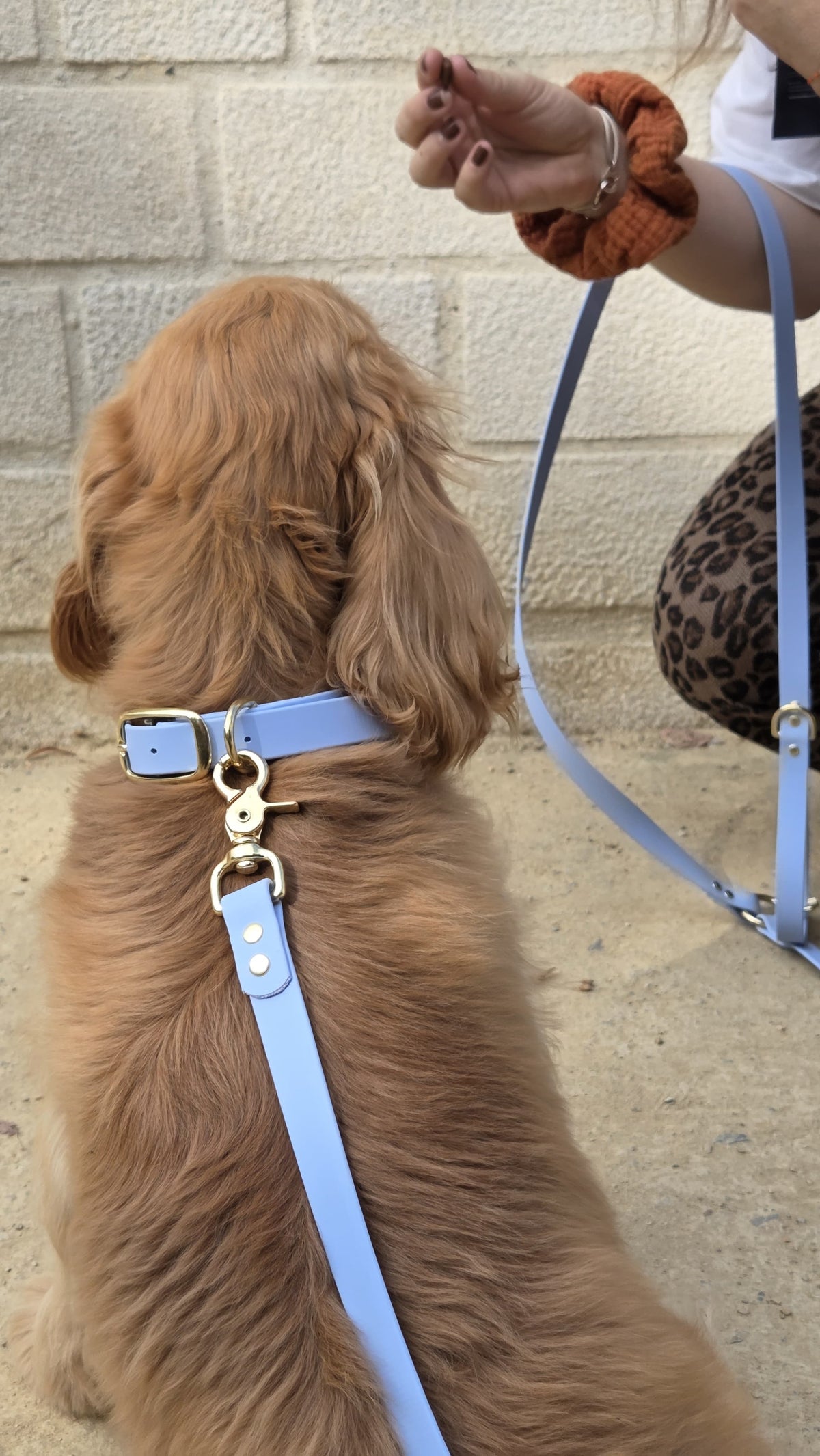 Collier chien en Biothane - Orange - By Biche