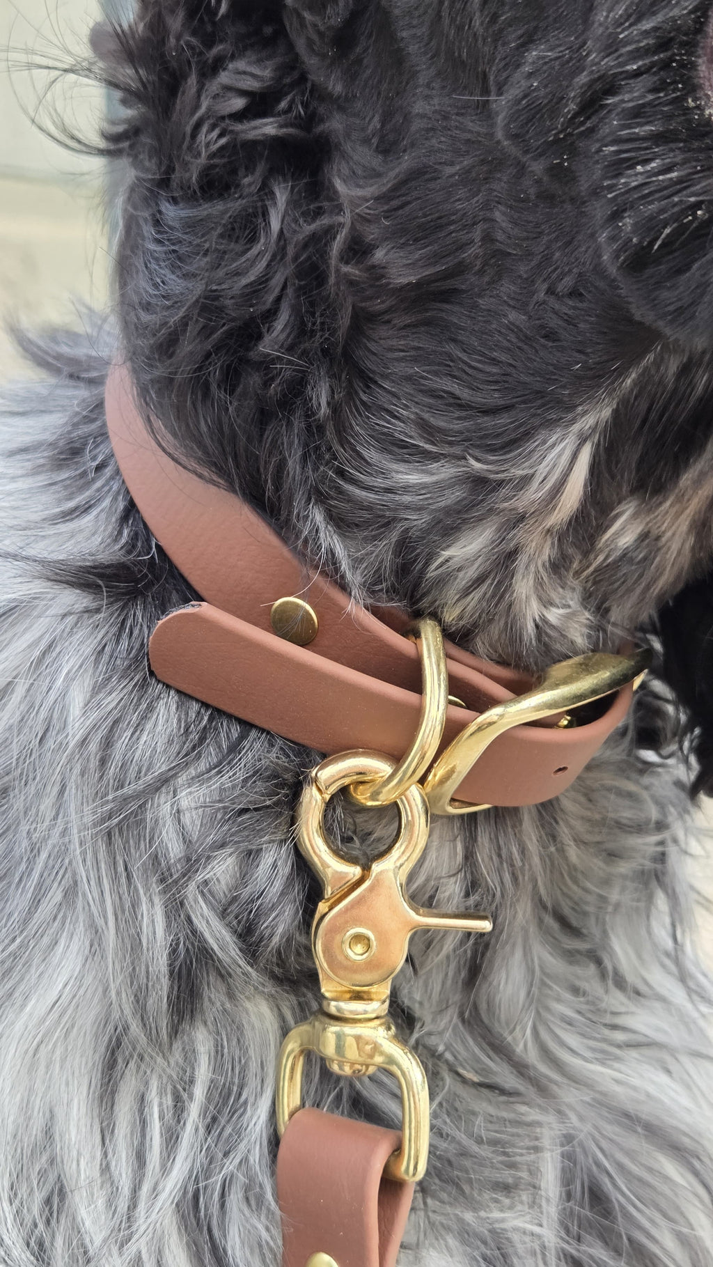 Collier chien en Biothane - Olive- By Biche