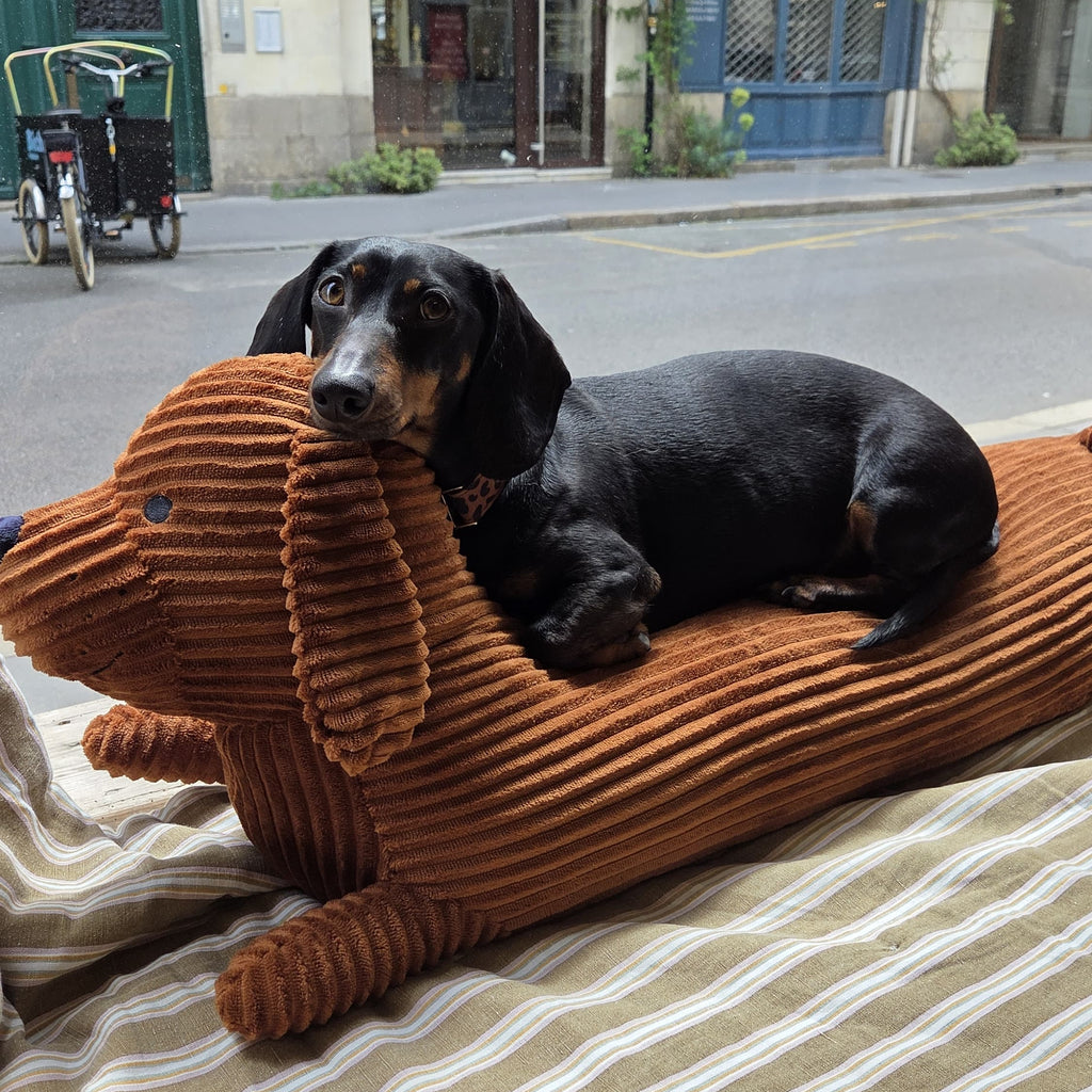 Coussin chien Teckel confort - Biche Dogshop