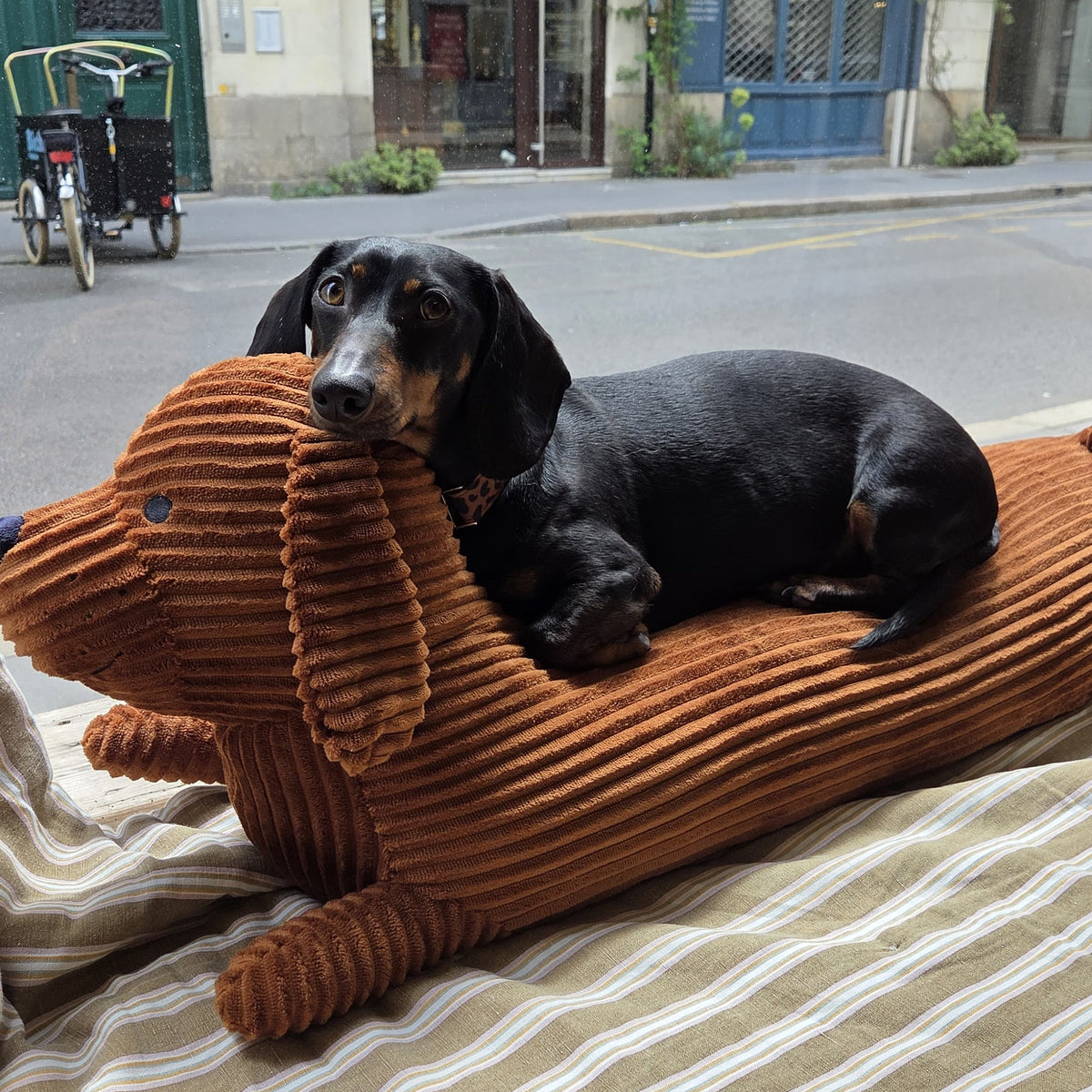 Coussin chien Teckel confort - Biche Dogshop