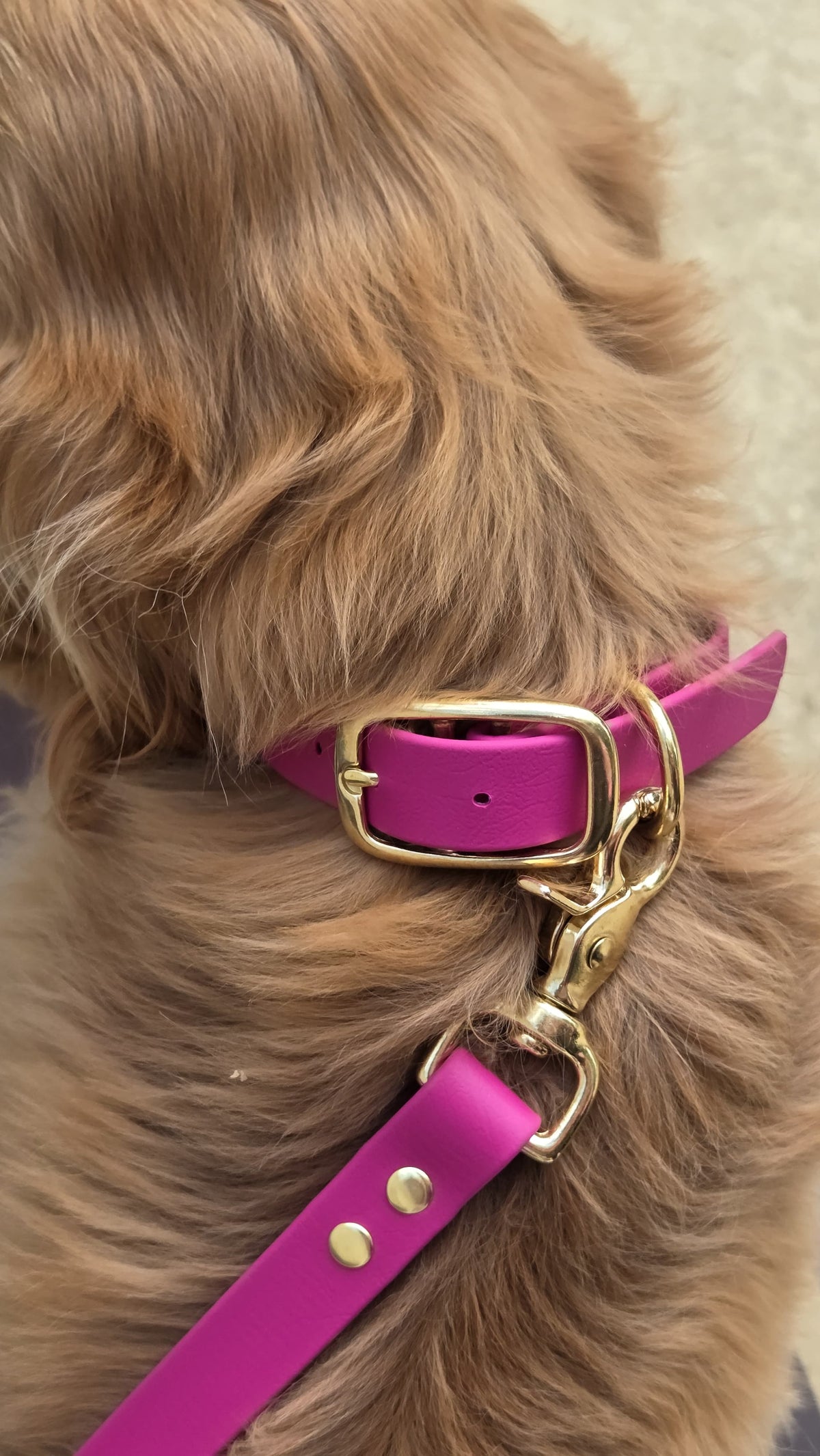 Collier chien en Biothane - Chocolat - By Biche