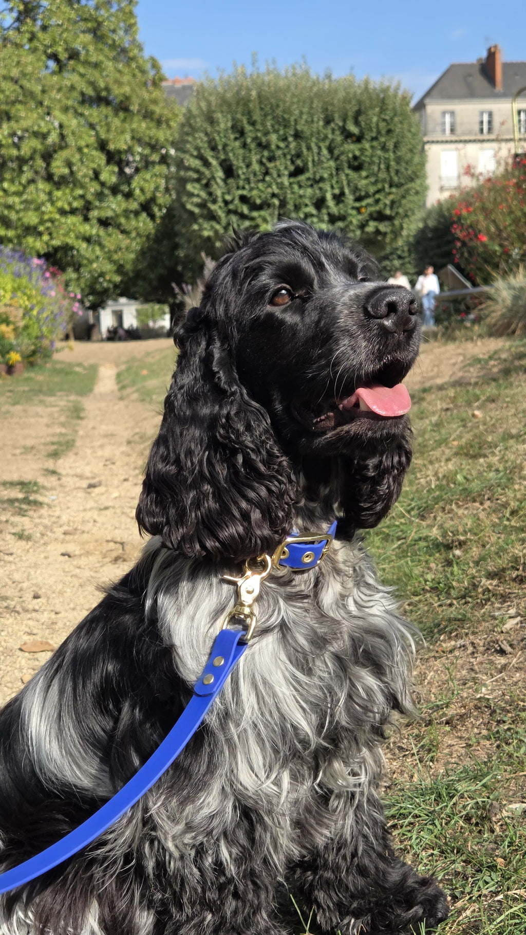 Collier chien en Biothane - Chocolat - By Biche