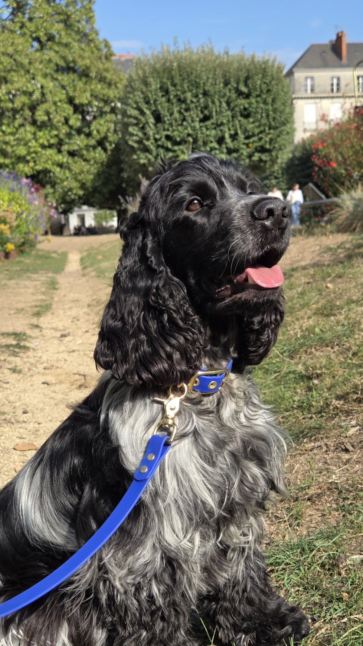 Collier chien en Biothane - Bleu roi - By Biche